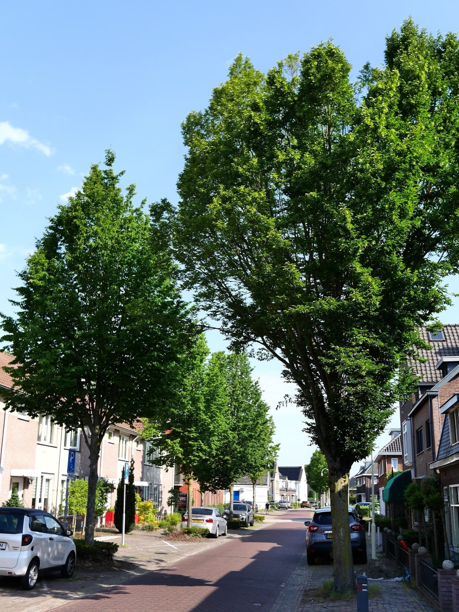 Gestelsestraat met bomen